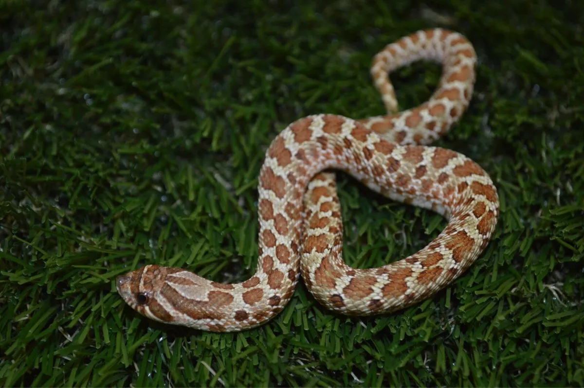 Western hognose snakes - Image 3