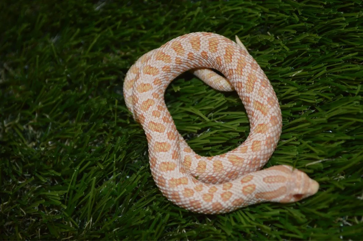 Western hognose snakes - Image 4