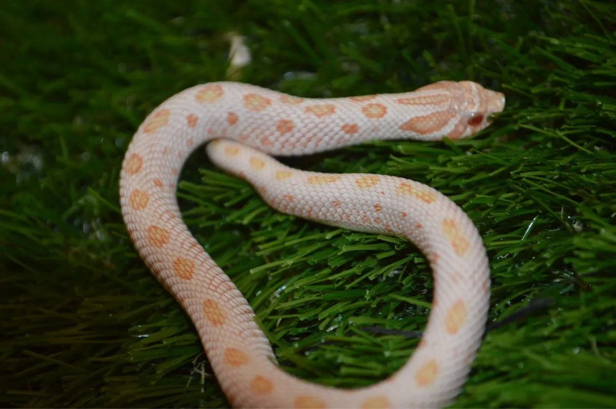 Western hognose snakes - Image 1