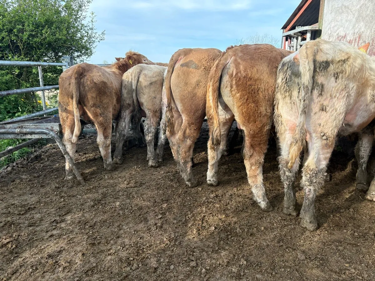 25 smashing Charlie bullocks - Image 3