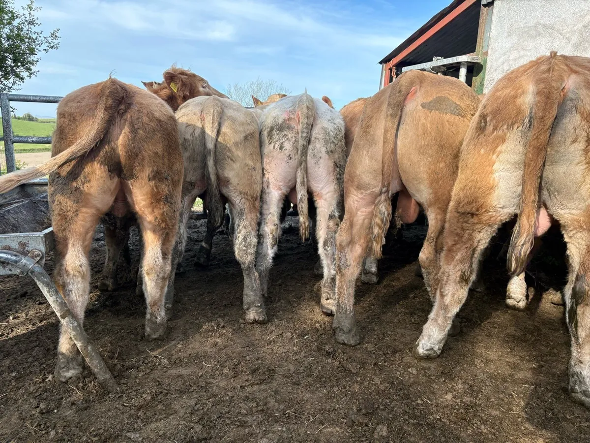 25 smashing Charlie bullocks - Image 2