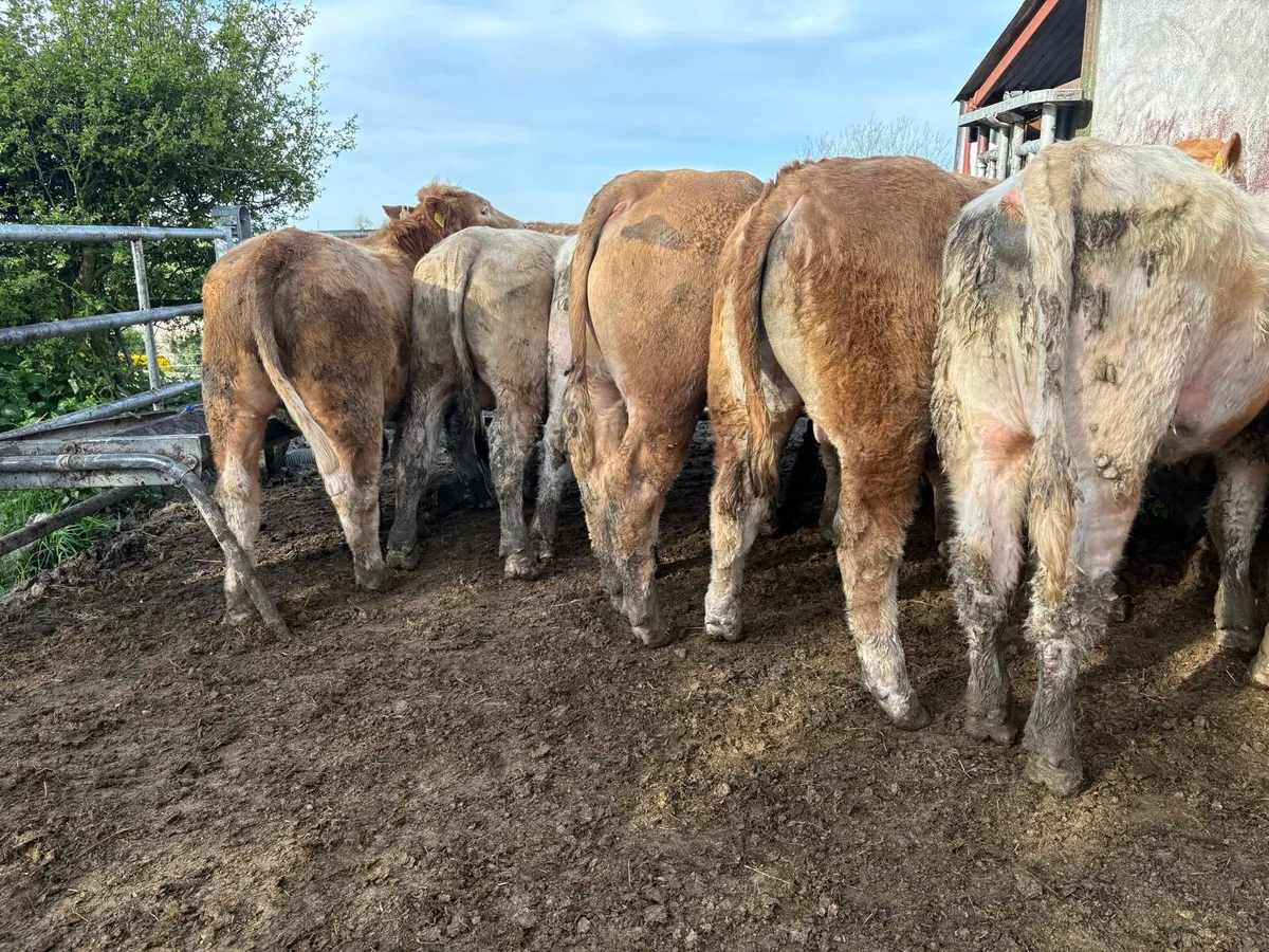 25 smashing Charlie bullocks - Image 4