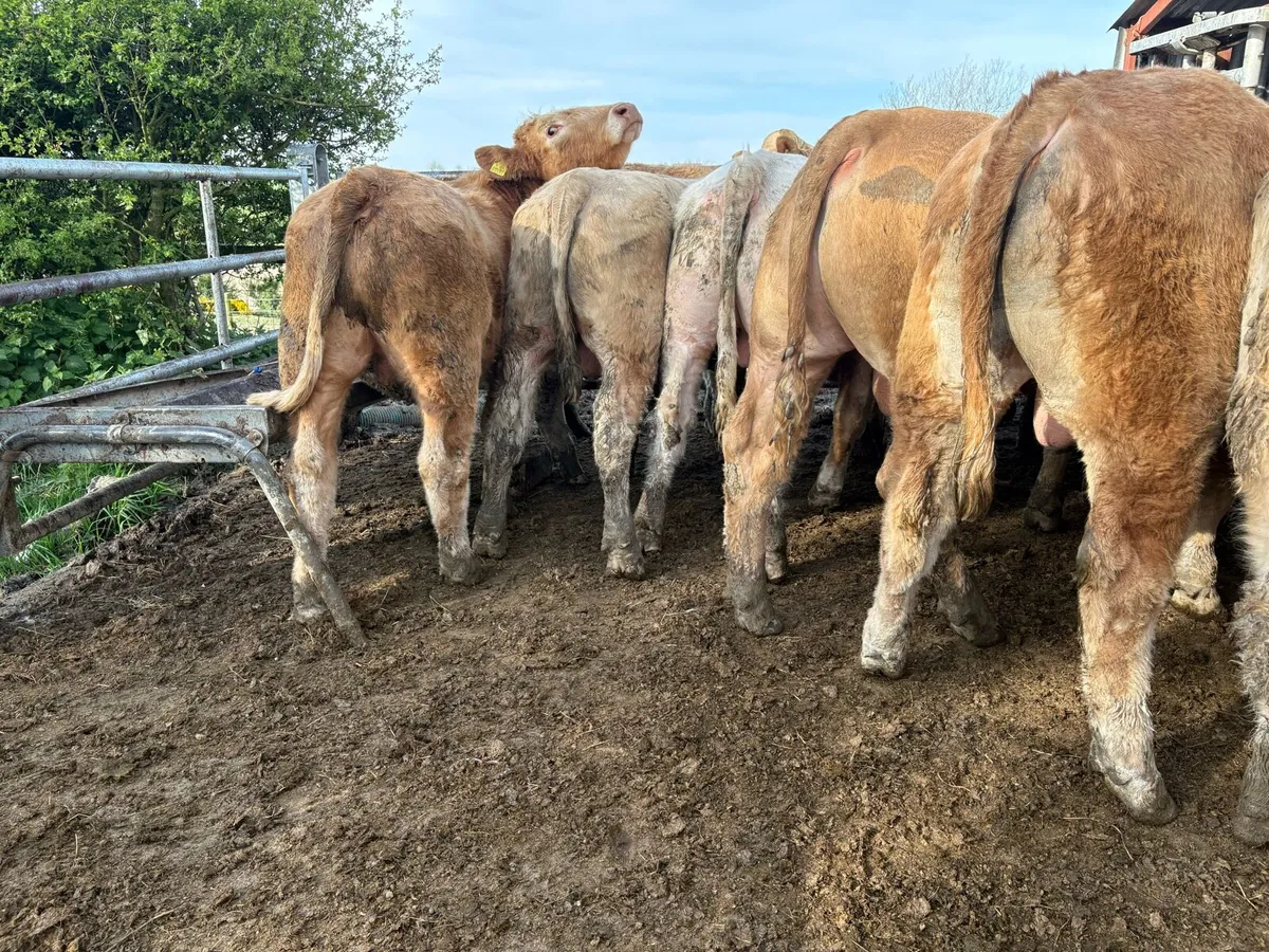 25 smashing Charlie bullocks - Image 1