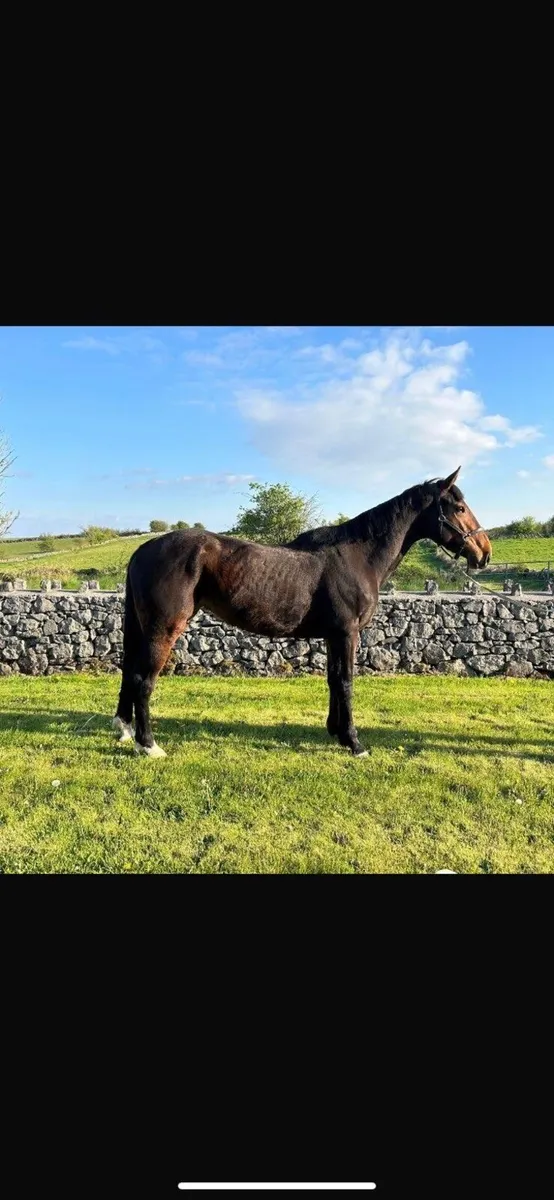 4 year old bay filly