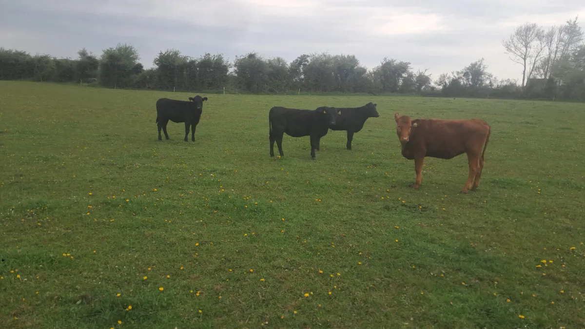 Angus heifers - Image 2