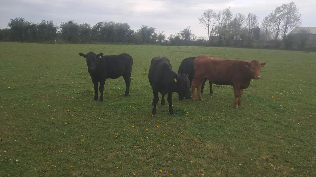 Angus heifers - Image 3