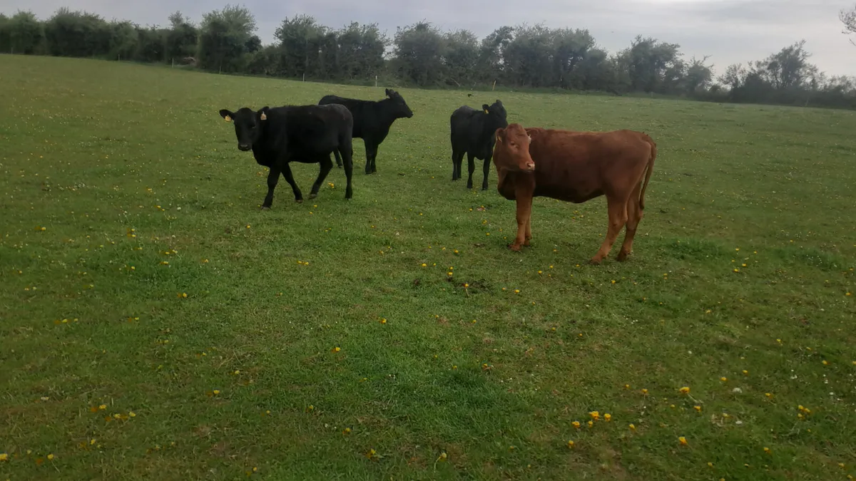 Angus heifers - Image 1