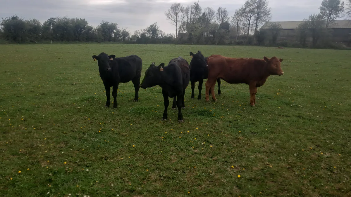 Angus heifers - Image 4