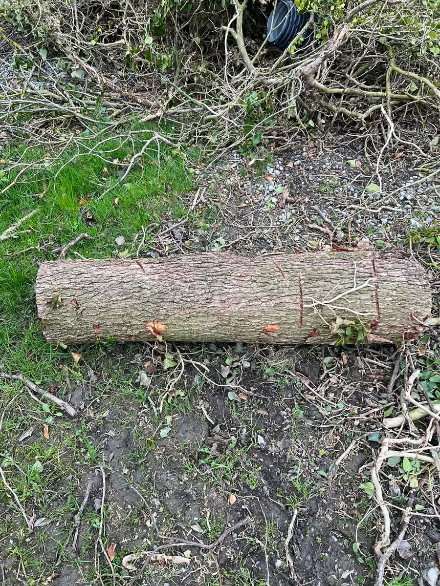 Elm - Image 2