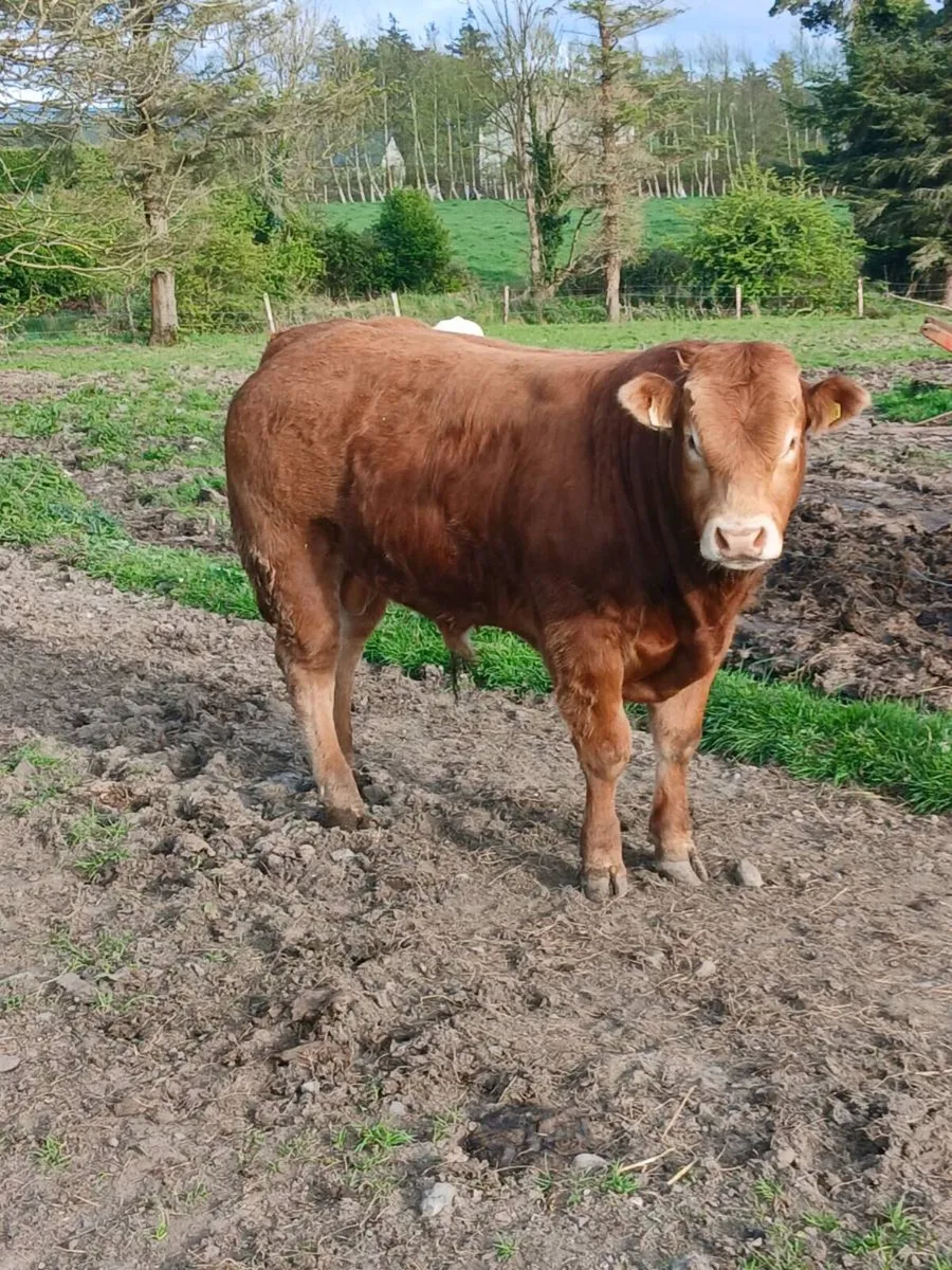 Pedigree registered limousine bull - Image 1