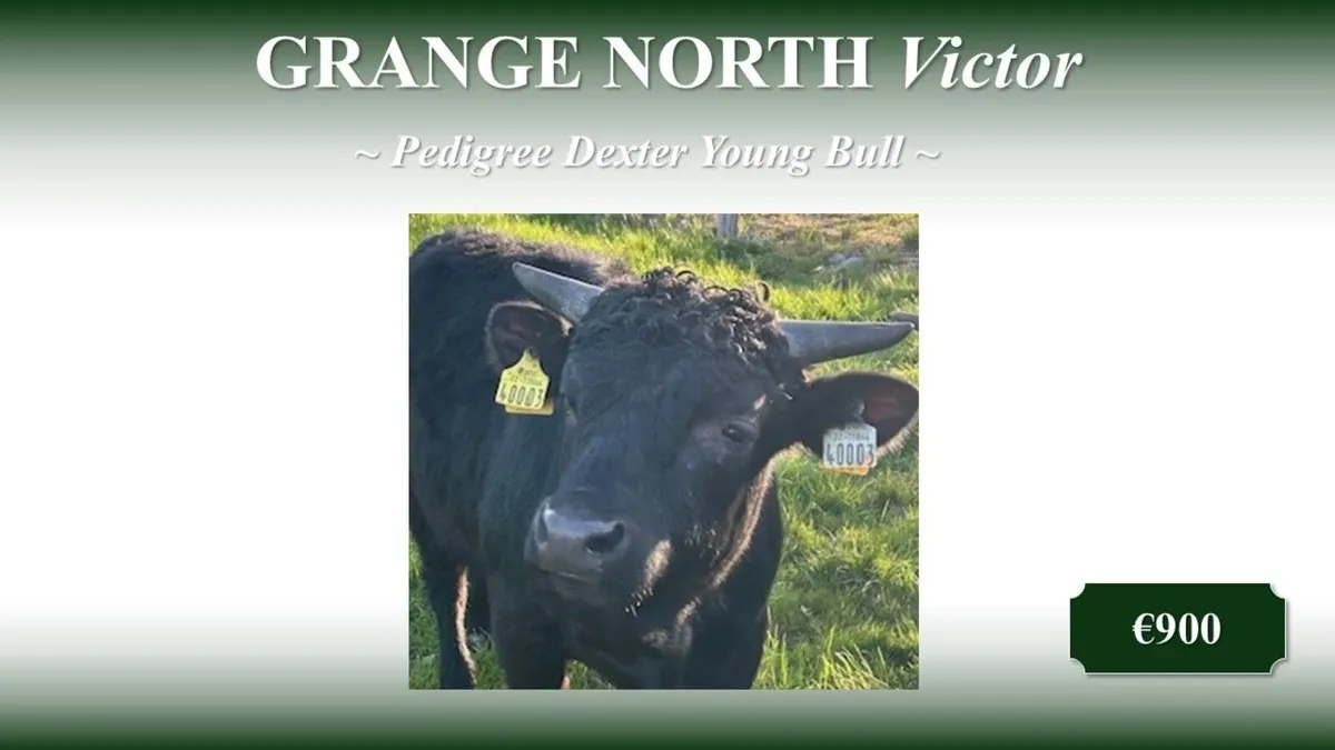 Dexter Cattle -Young Bull(s) for sale - Image 1
