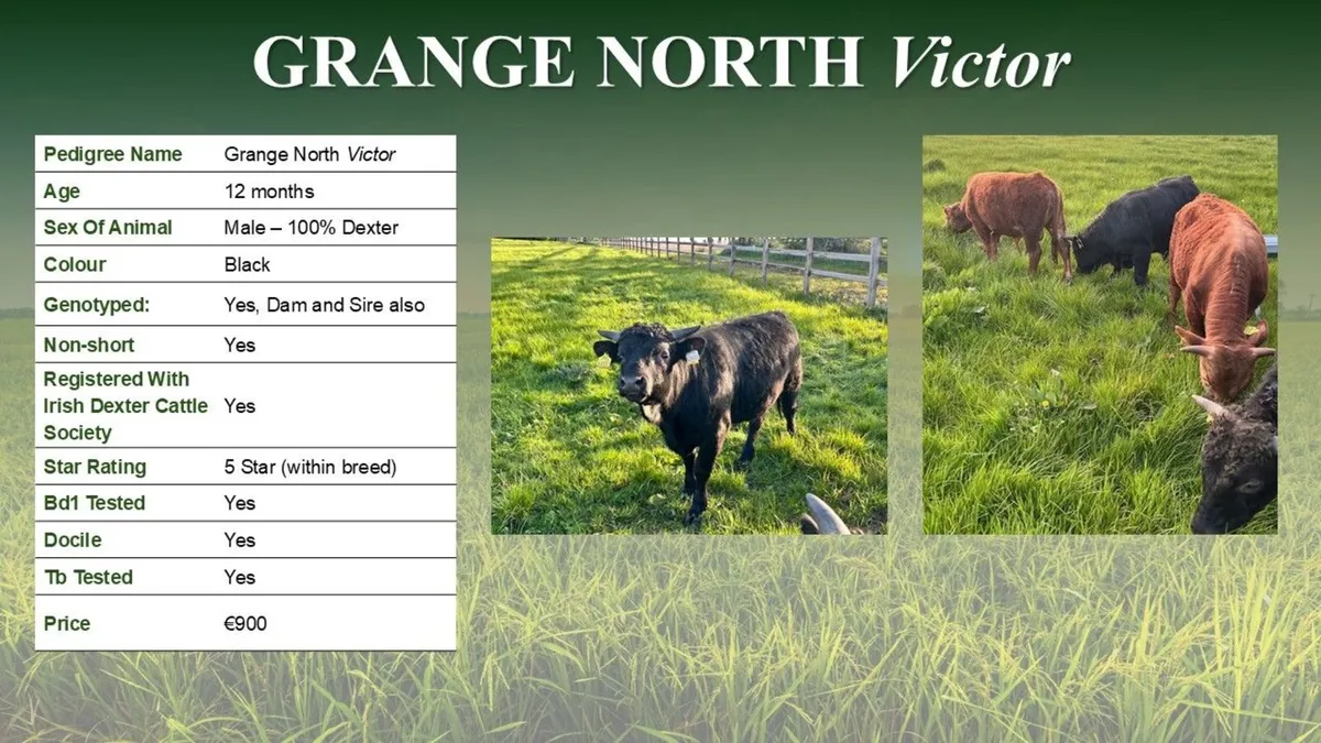 Dexter Cattle -Young Bull(s) for sale - Image 2