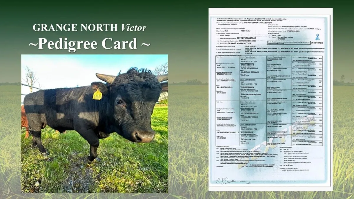 Dexter Cattle -Young Bull(s) for sale - Image 4