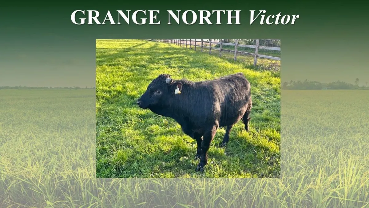 Dexter Cattle -Young Bull(s) for sale - Image 3