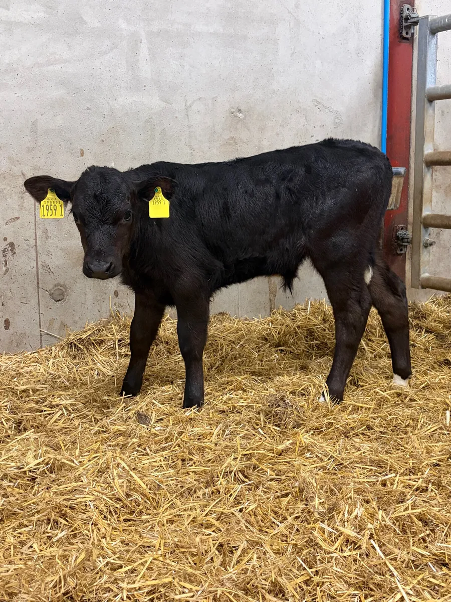 2 Angus & Limousine Bull Calves - Image 2