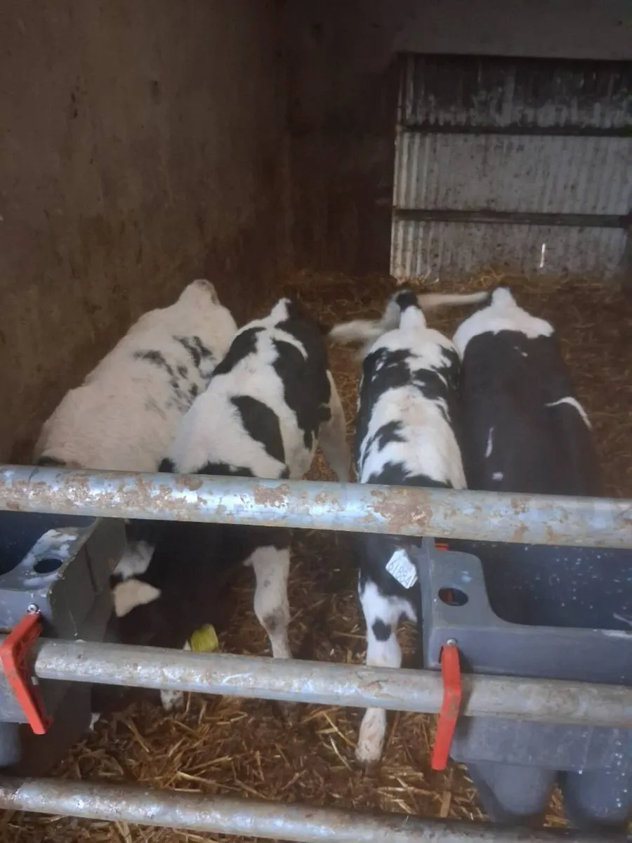 BB bull calves - Image 1