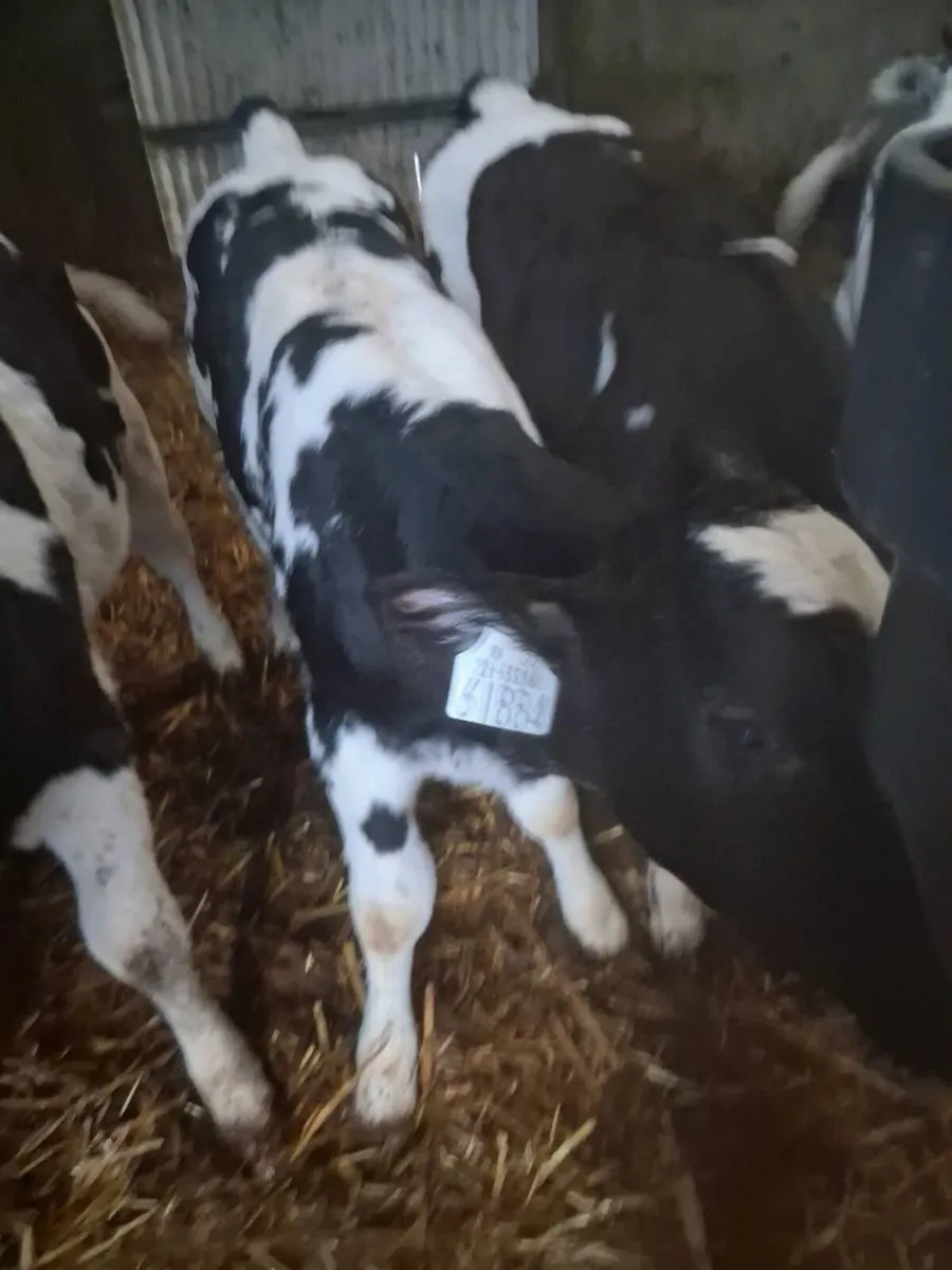 BB bull calves - Image 2