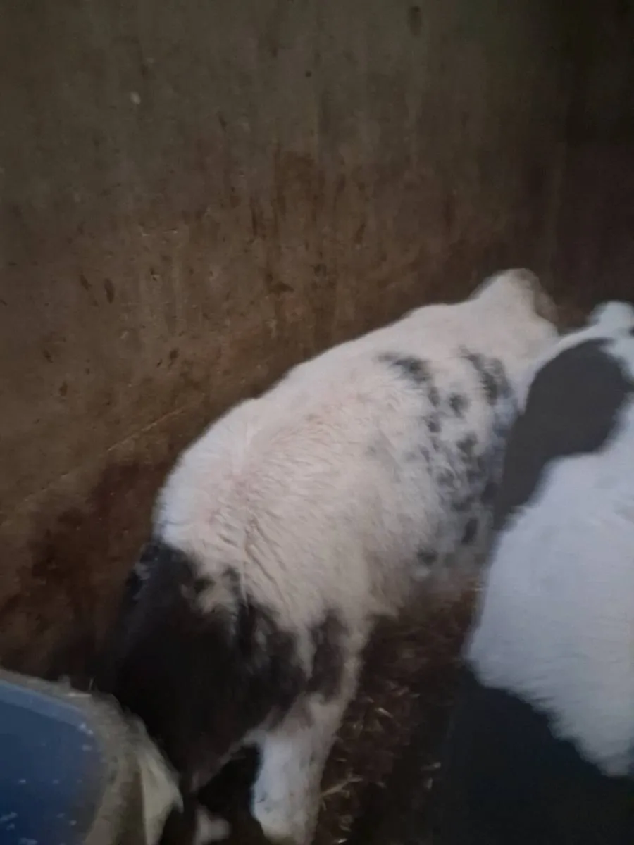 BB bull calves - Image 4