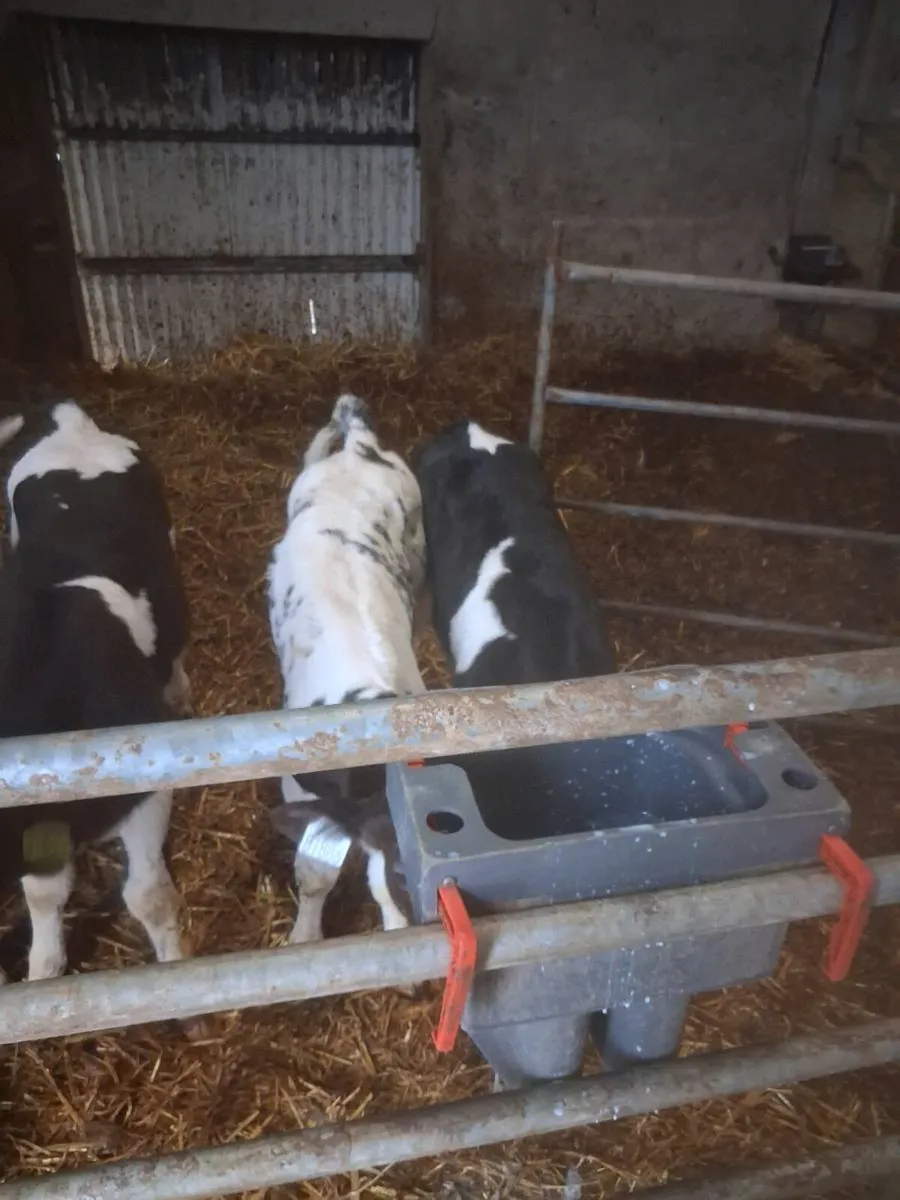 BB bull calves - Image 3