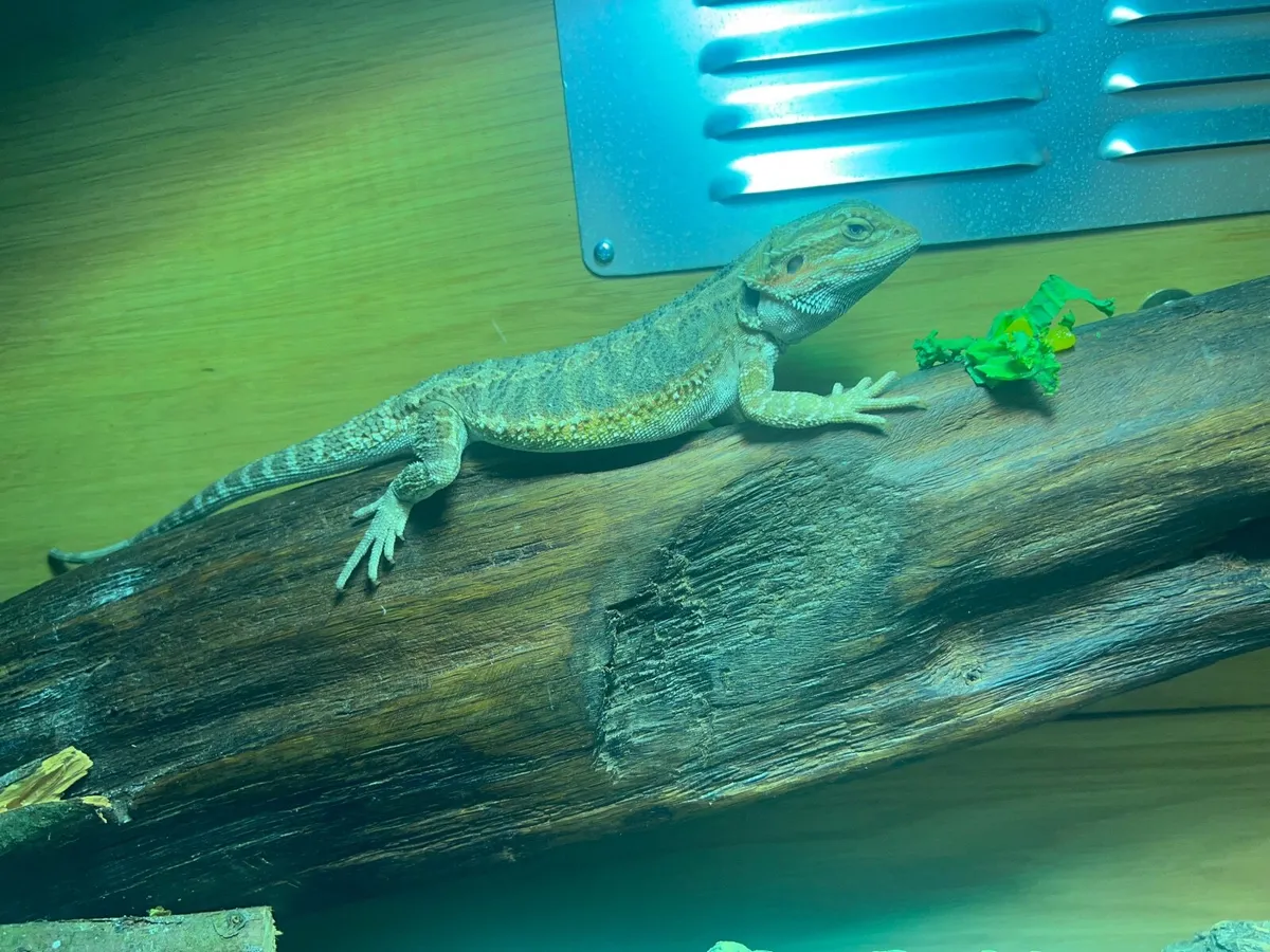 Bearded dragon & equipment - Image 3