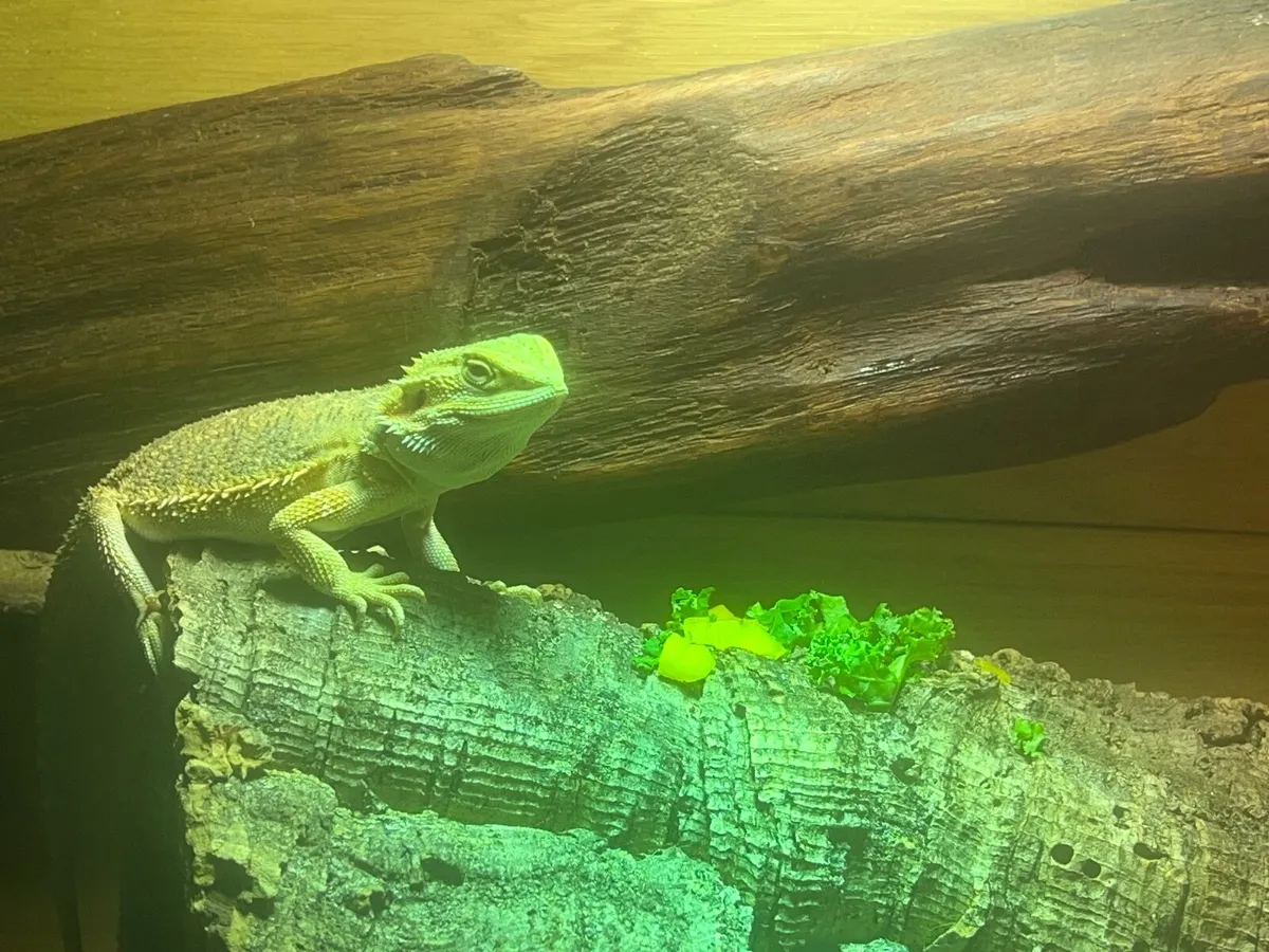 Bearded dragon & equipment - Image 2