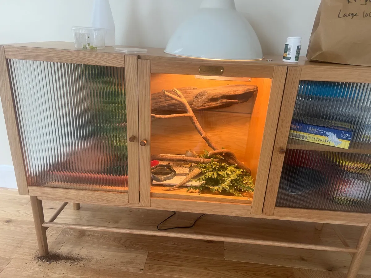 Bearded dragon & equipment - Image 4