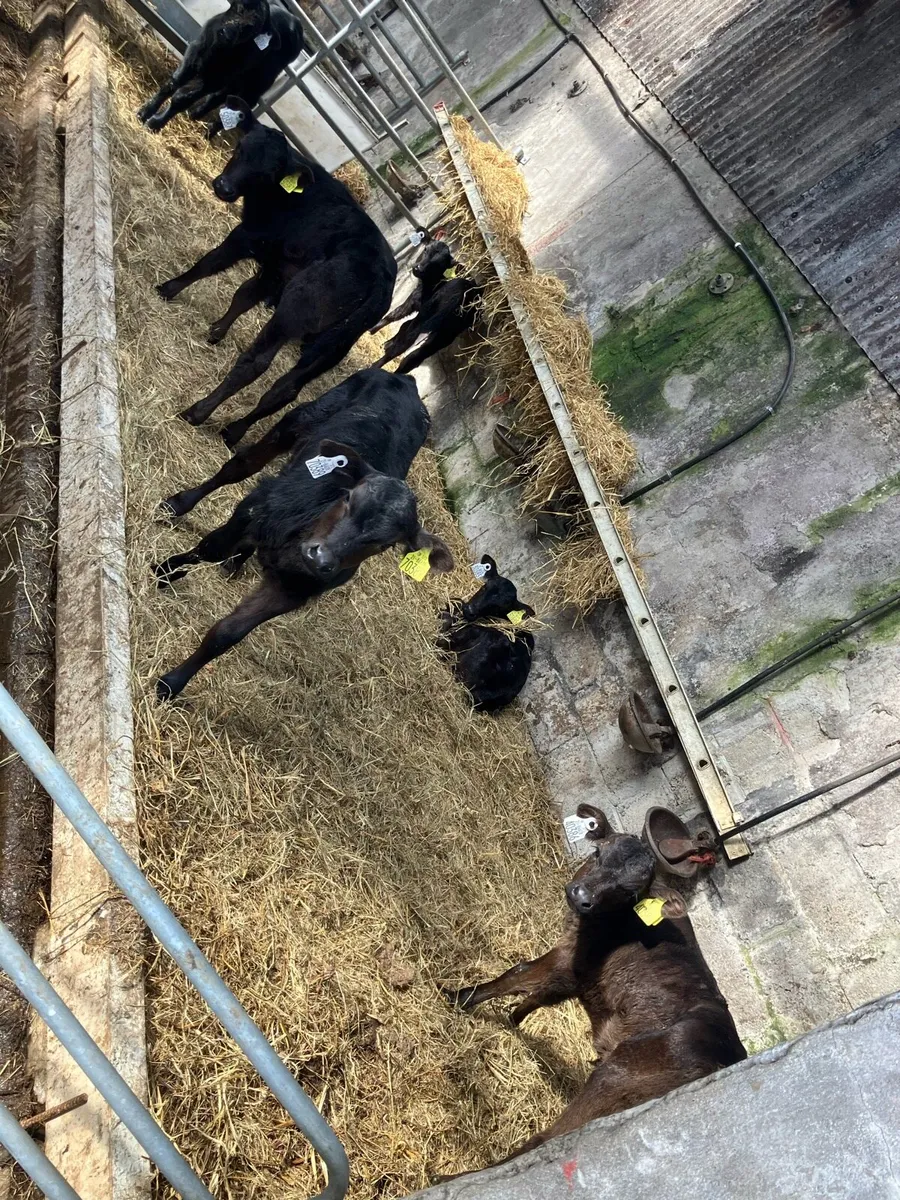 Angus calves.