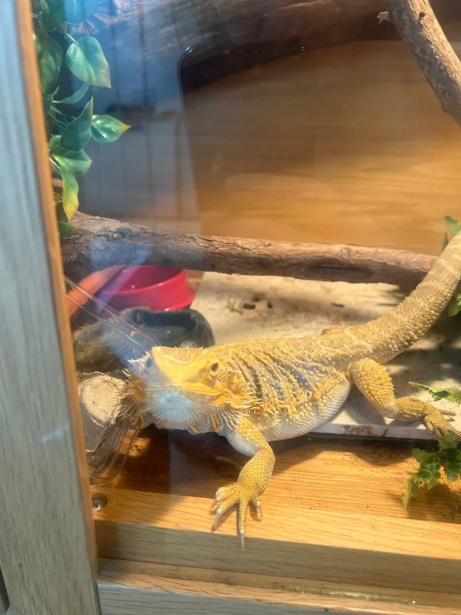 Bearded dragon & equipment - Image 1
