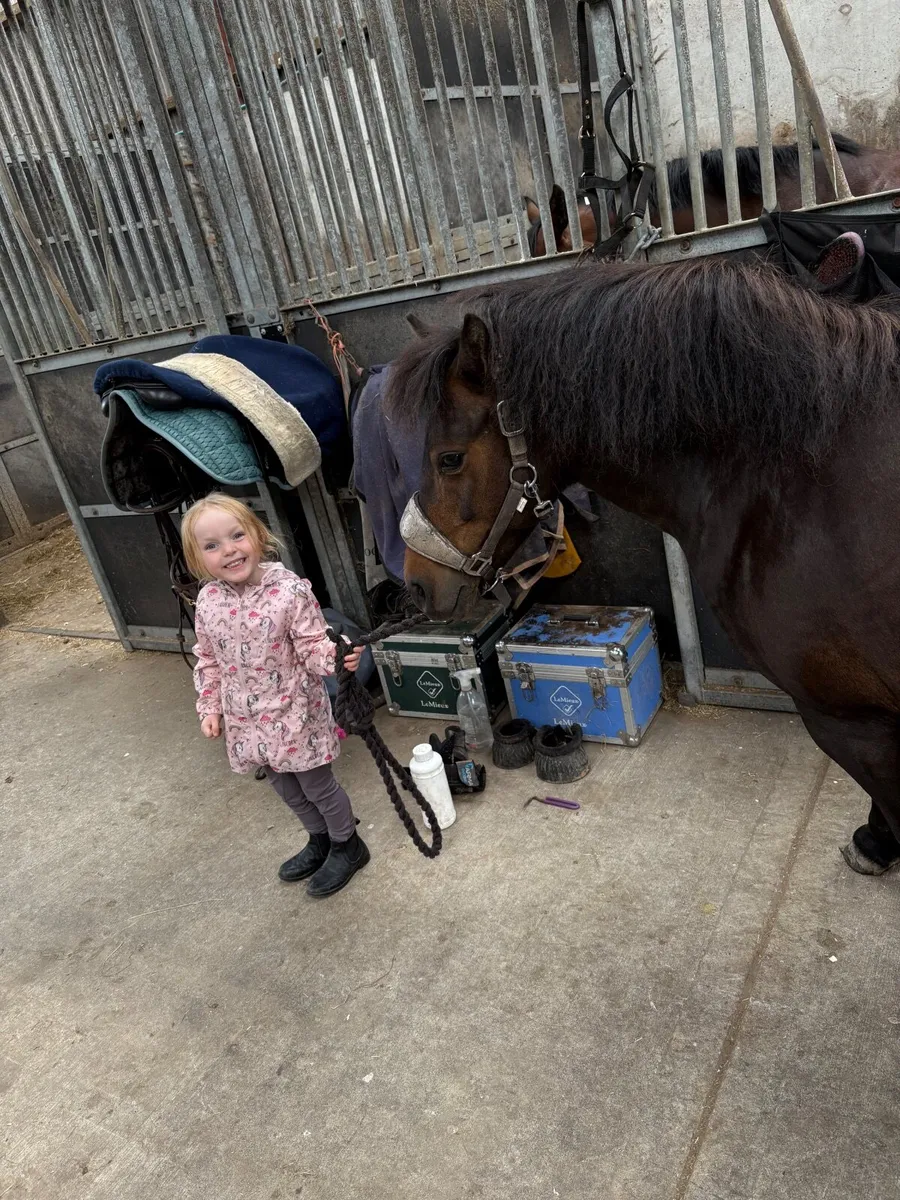 11.2 lead rein Pony - Image 2