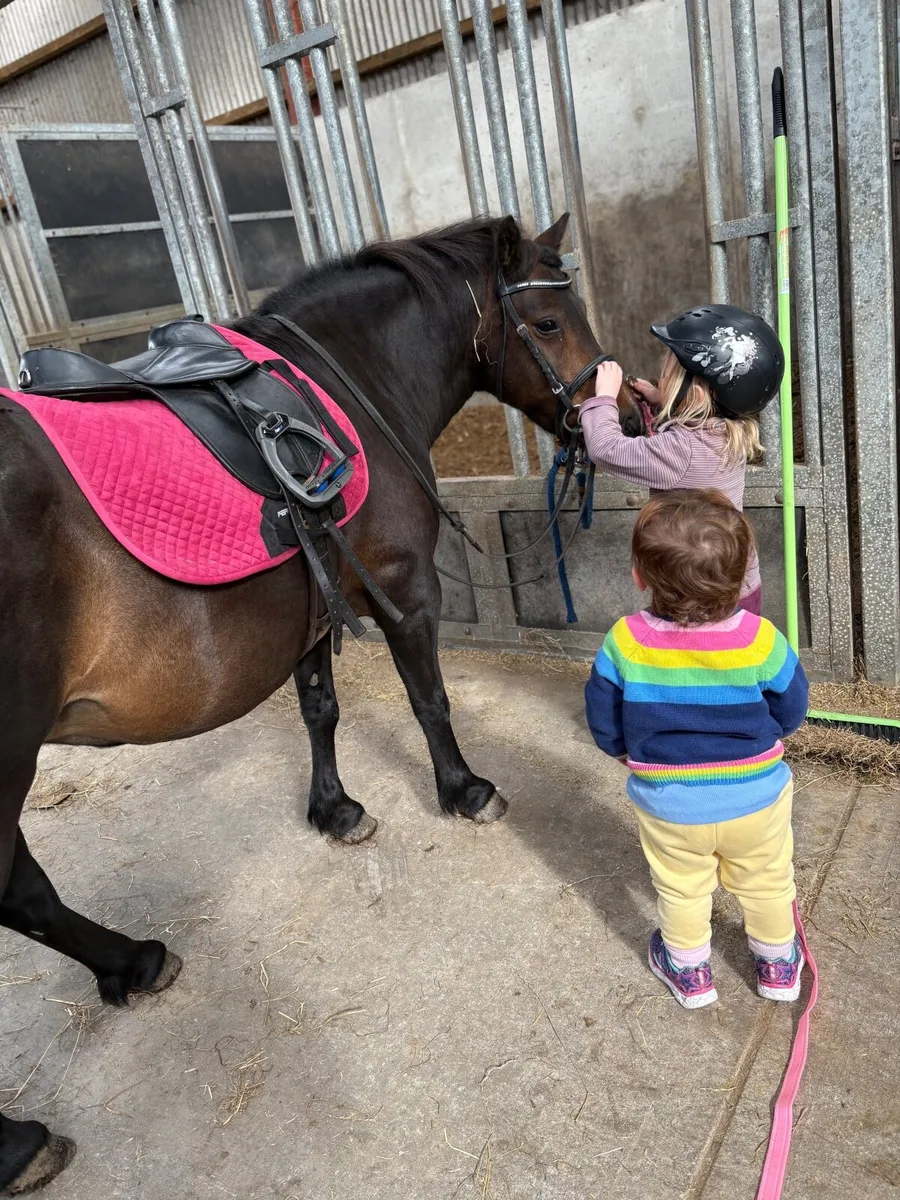 11.2 lead rein Pony - Image 3