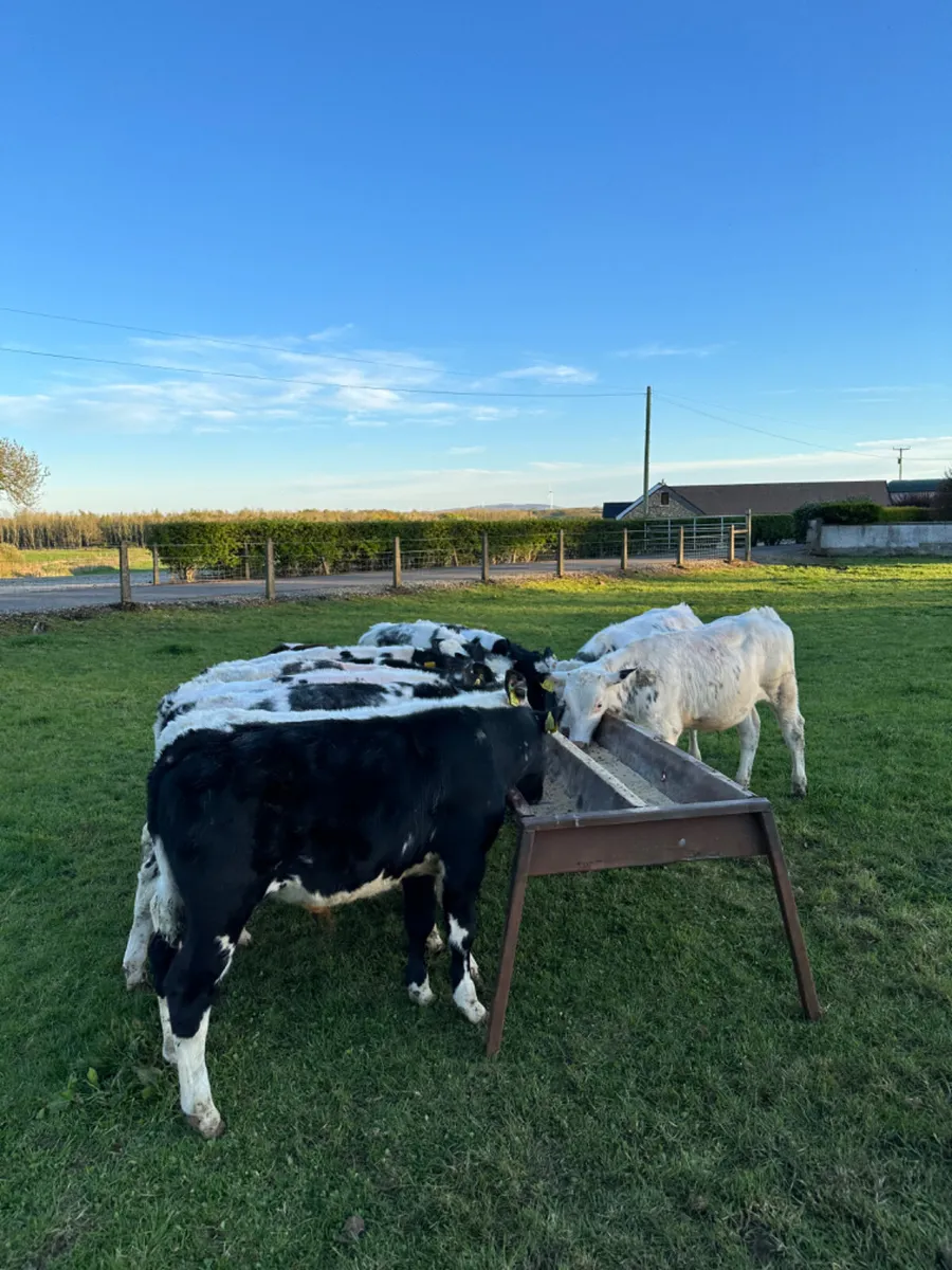 Blue bulls - Image 2