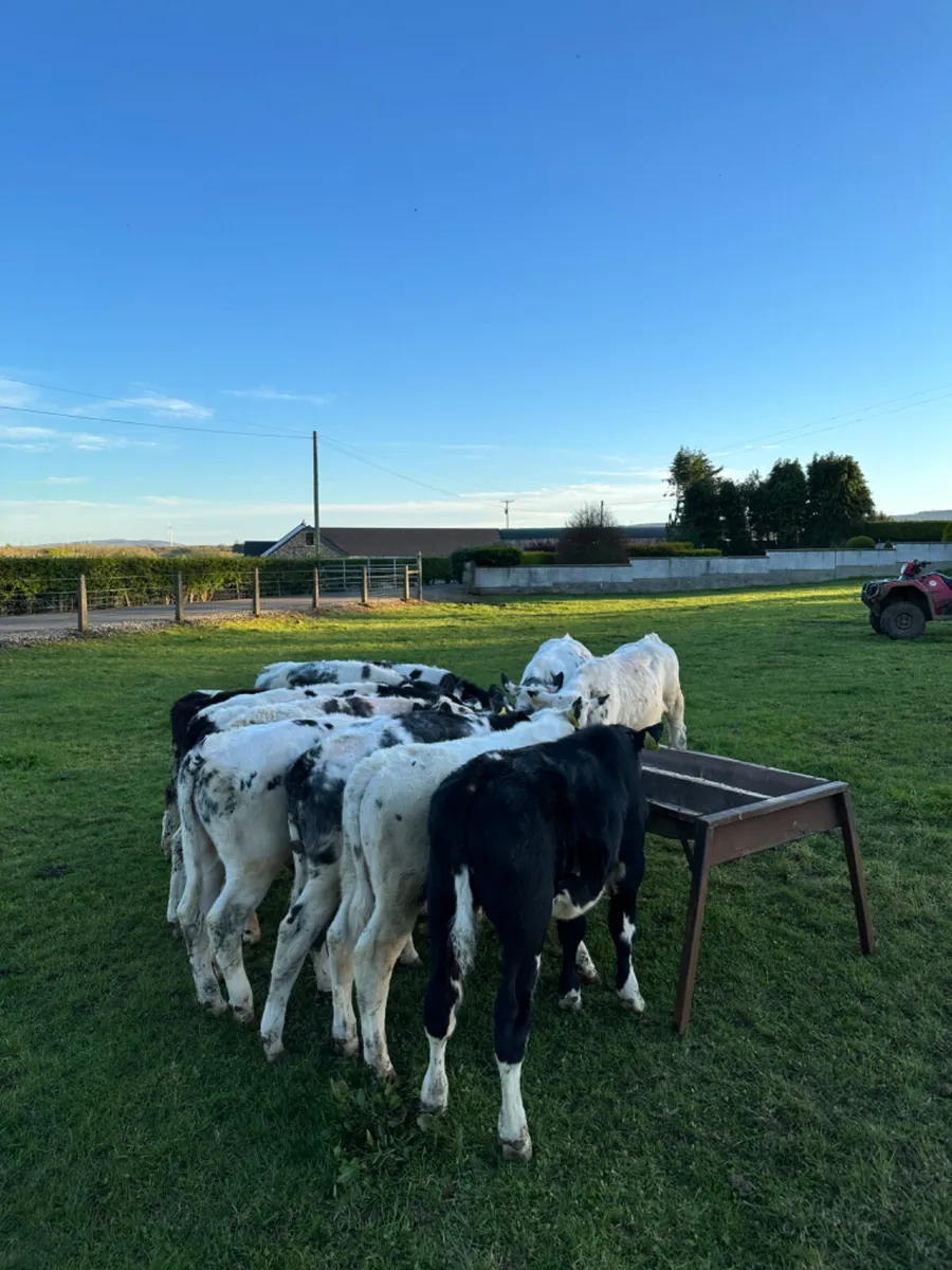 Blue bulls - Image 4