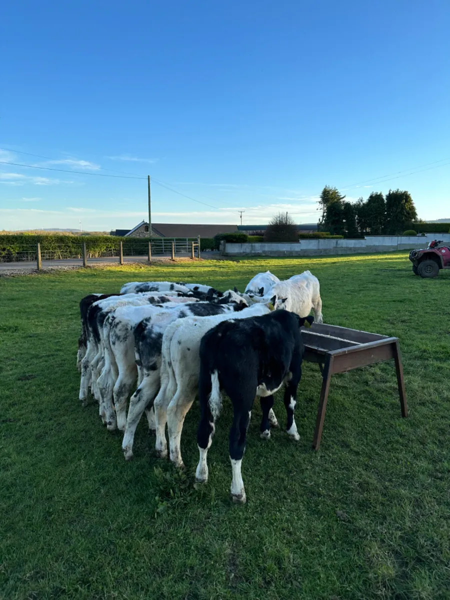 Blue bulls - Image 1