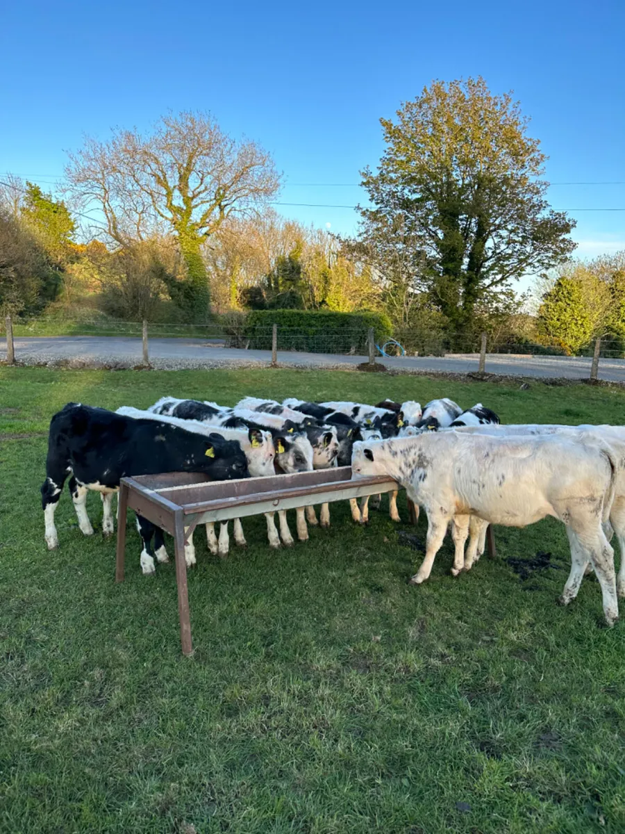 Blue bulls - Image 3