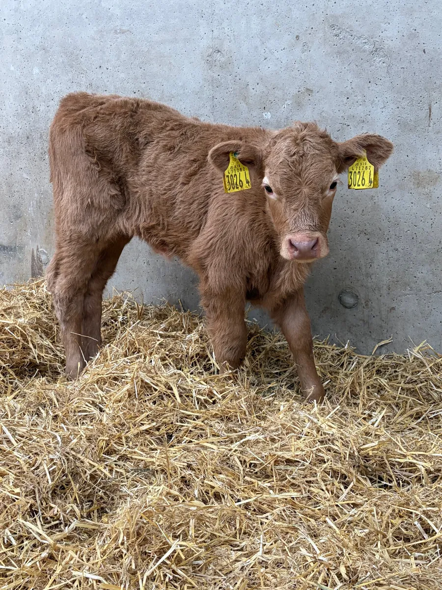 4 Charolais Calves - Image 3