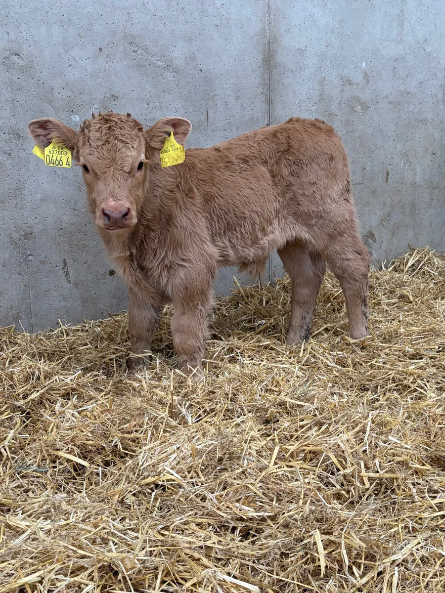 4 Charolais Calves - Image 1