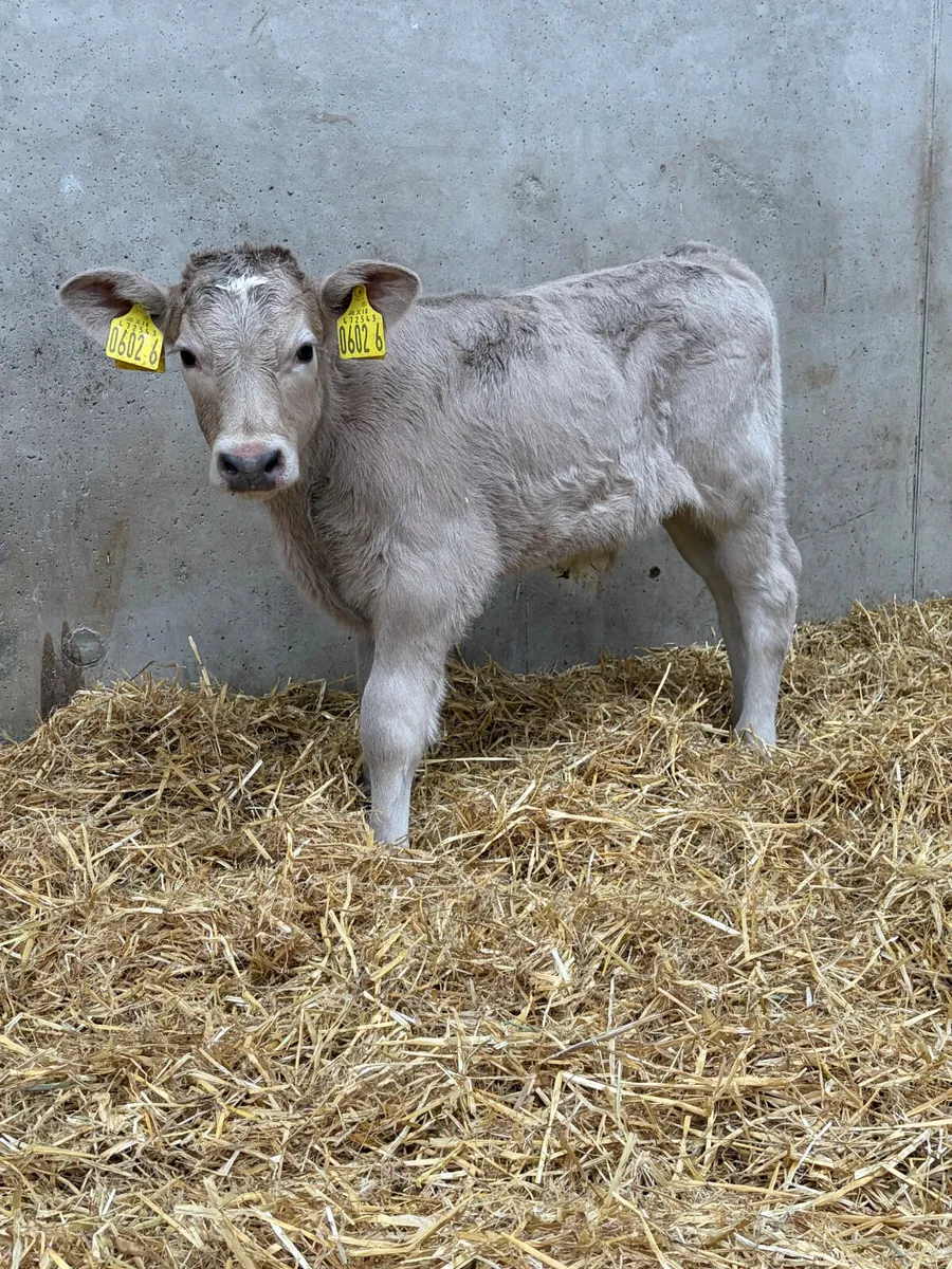 4 Charolais Calves - Image 2