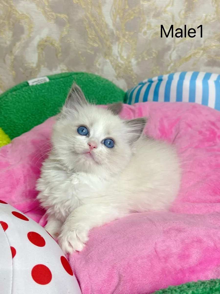 Purebred Ragdoll kittens for sale TICA Registered - Image 1