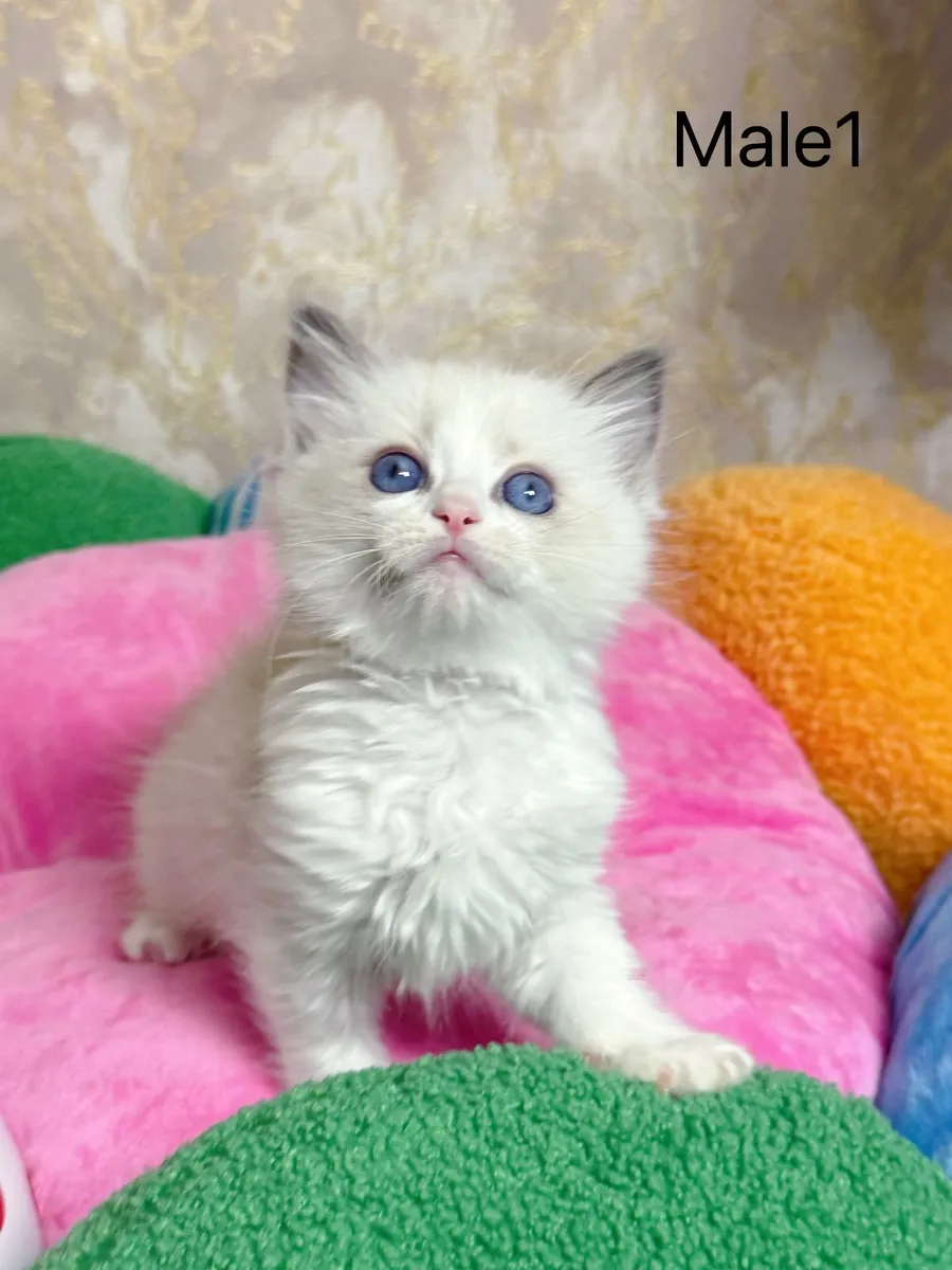 Purebred Ragdoll kittens for sale TICA Registered - Image 3