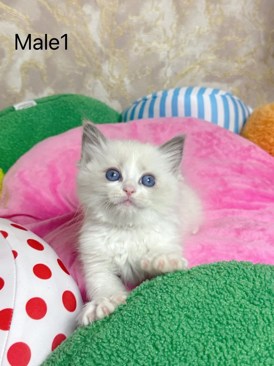 Purebred Ragdoll kittens for sale TICA Registered - Image 2