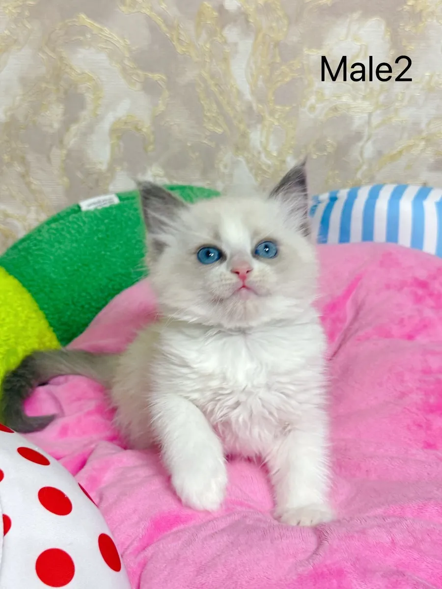 Purebred Ragdoll kittens for sale TICA Registered - Image 4