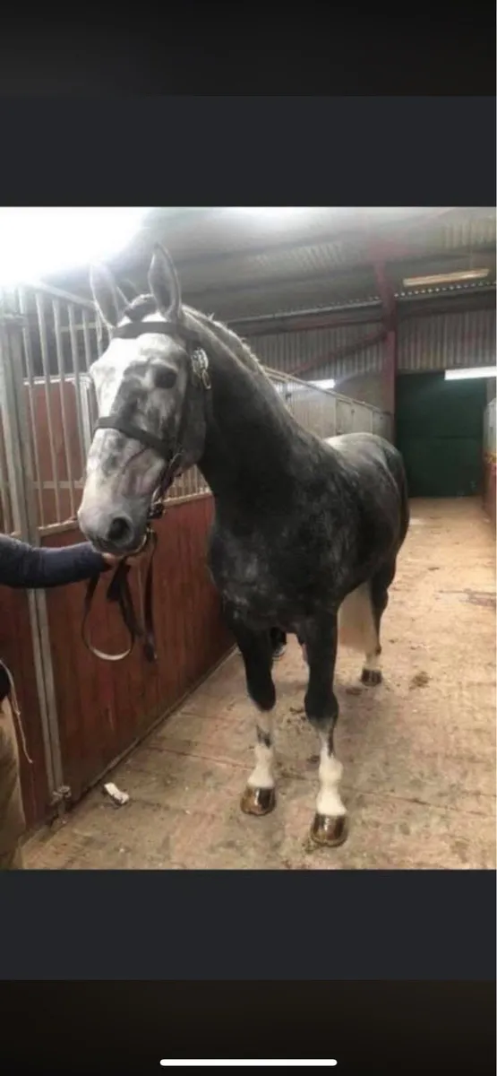 WRS SunShine @ stud - Image 2