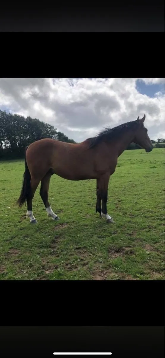 WRS SunShine @ stud - Image 4