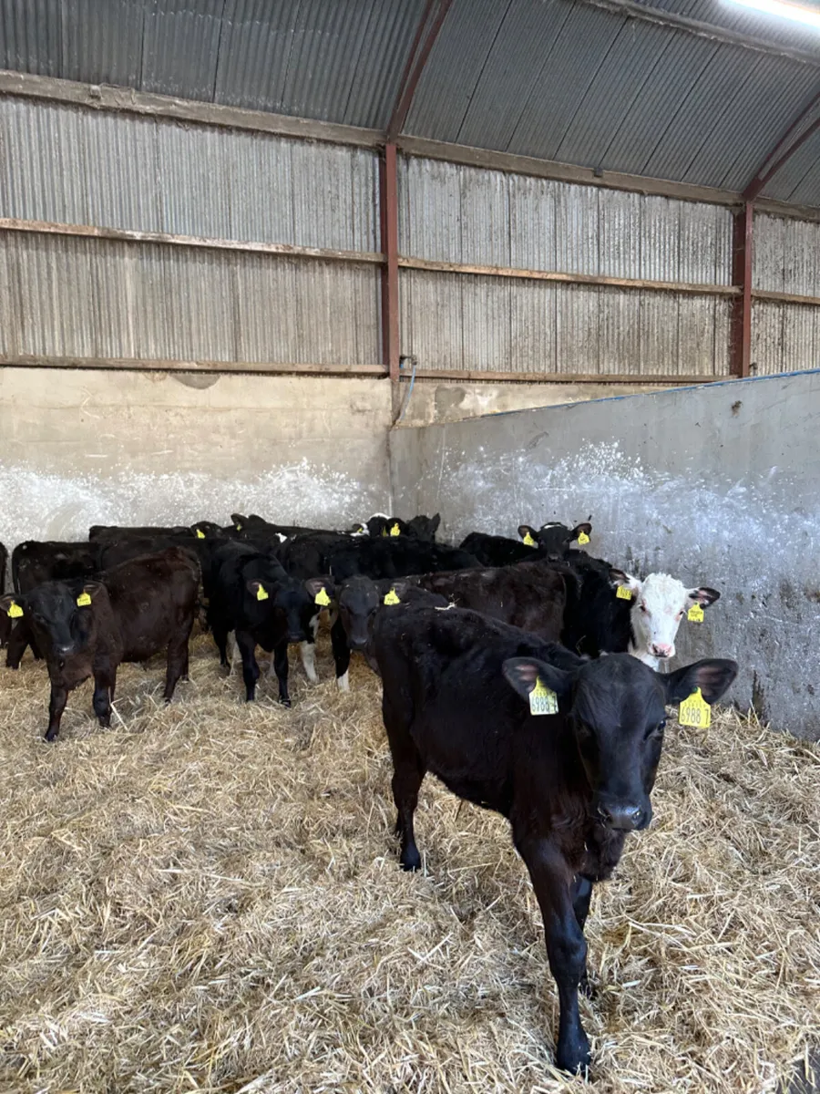 Angus and Hereford bulls - Image 1