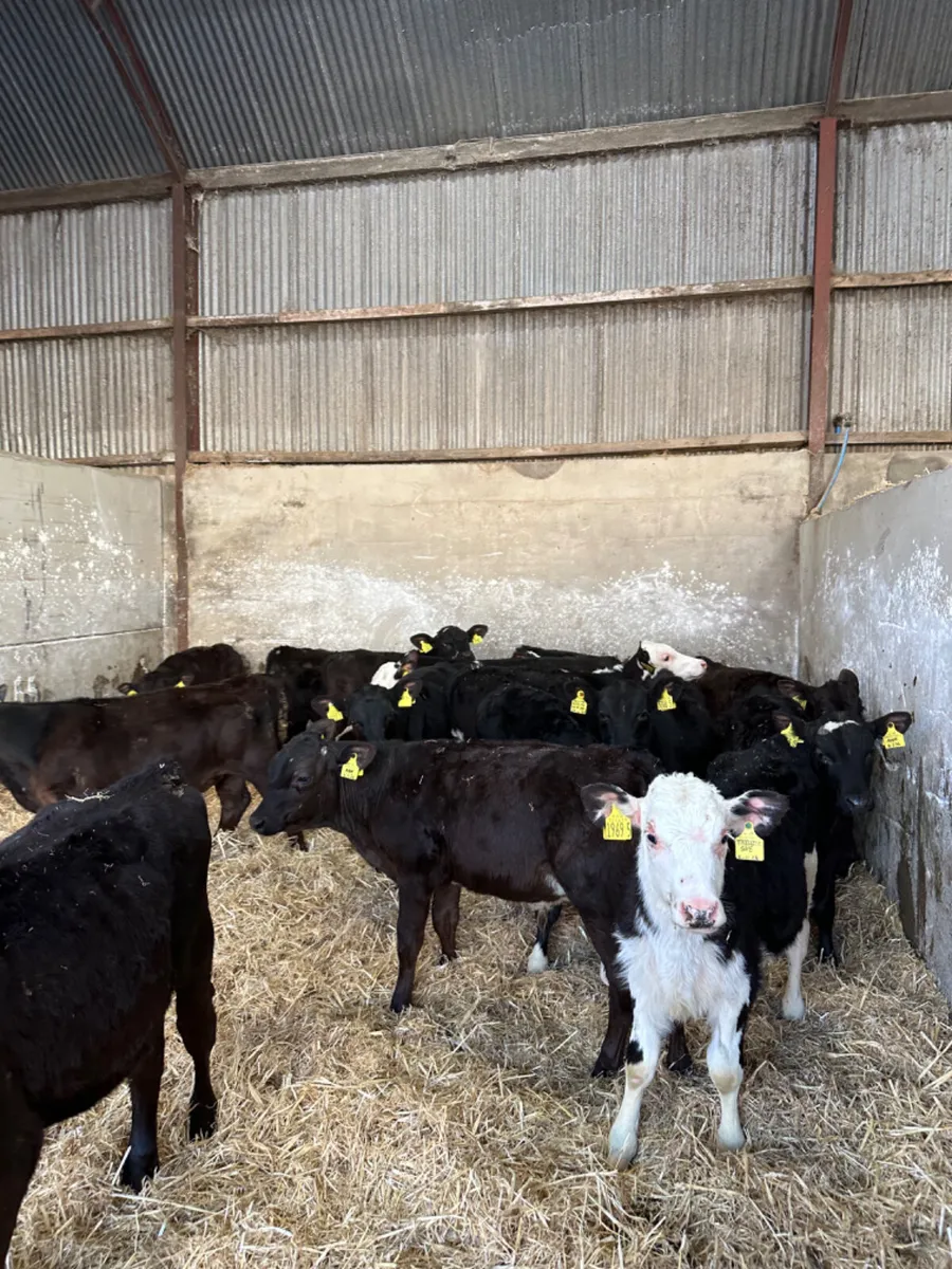 Angus and Hereford bulls - Image 2