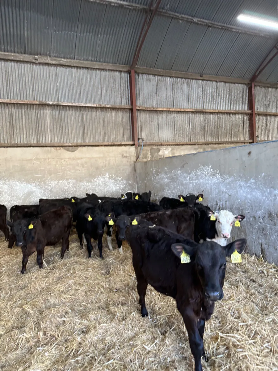 Angus and Hereford bulls - Image 3
