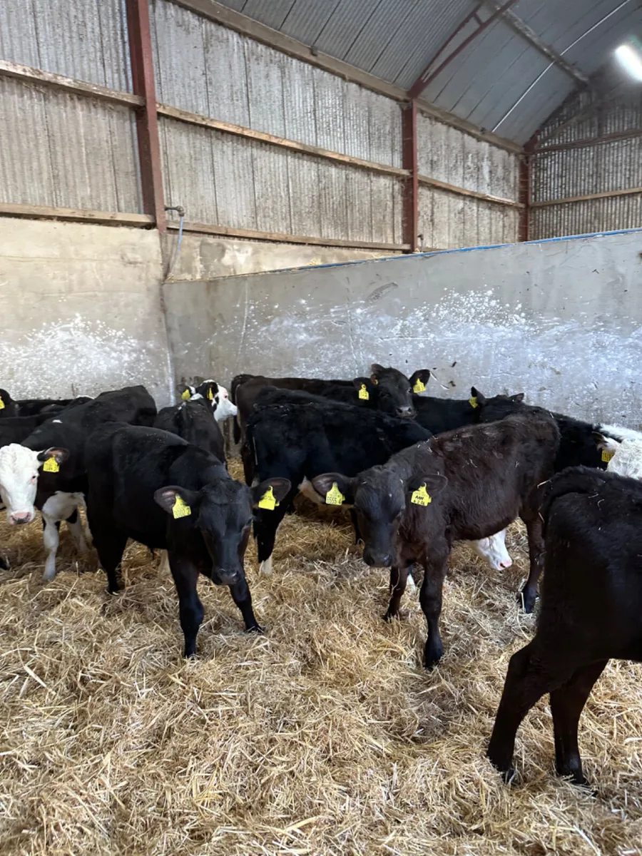 Angus and Hereford bulls - Image 4