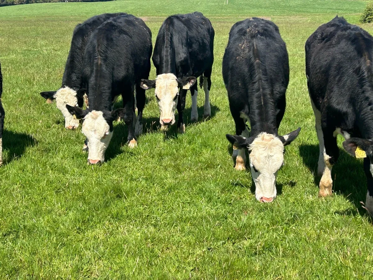 Yearling Heifers (€14,400) - Image 1