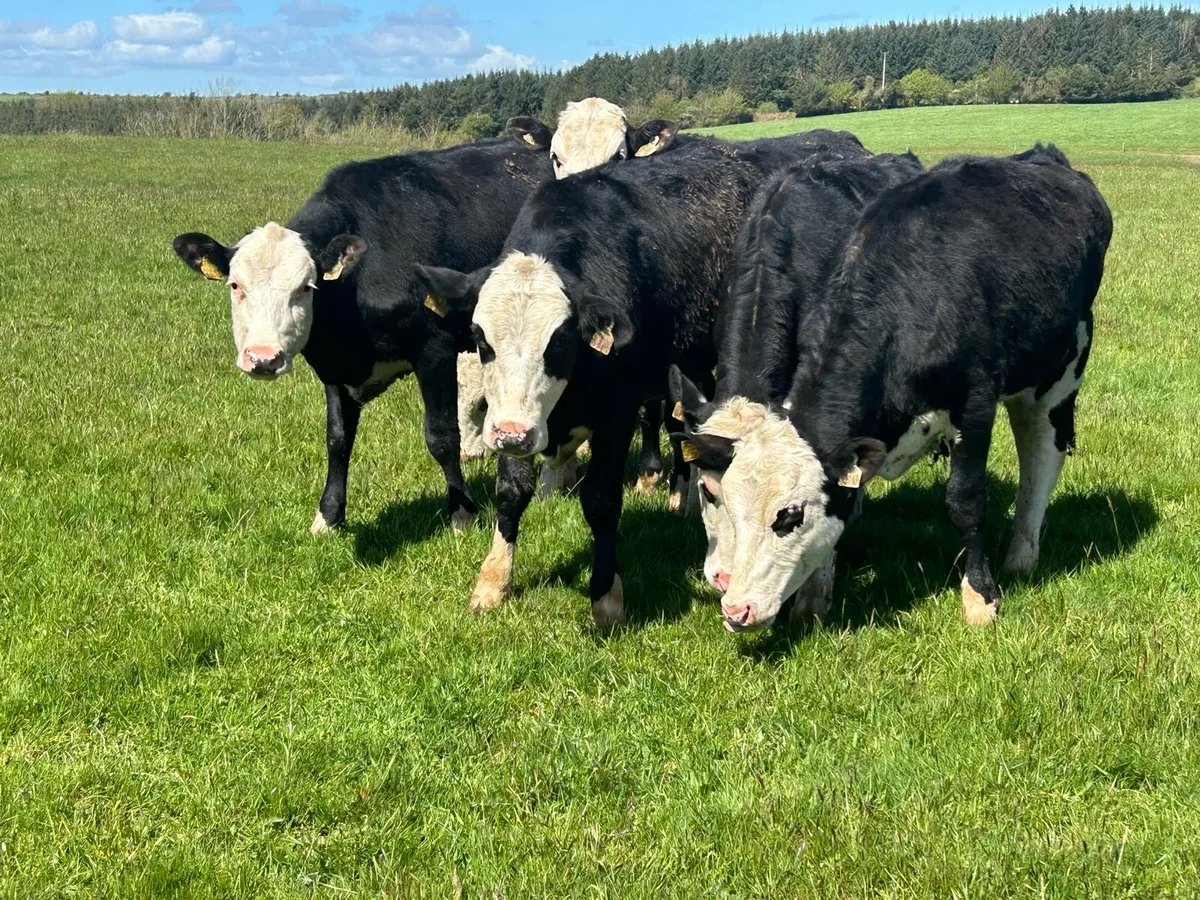 Yearling Heifers (€14,400) - Image 2