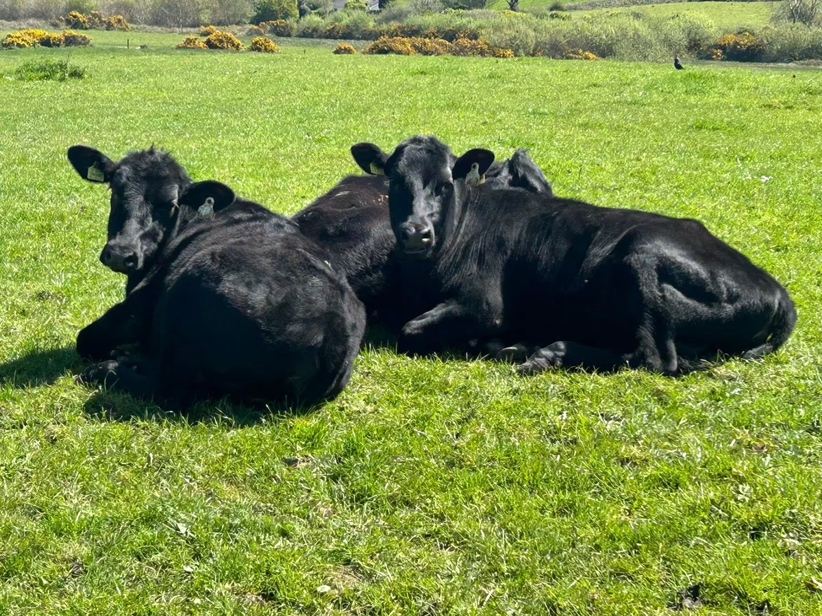 Yearling Heifers (€14,400) - Image 3